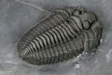 Very Inflated, Flexicalymene Trilobite - LaPrairie, Quebec #164358-3